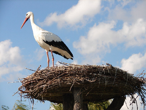 HUNAWIHR - Parc des cigognes et des loutres - Photo BERTHEVILLE